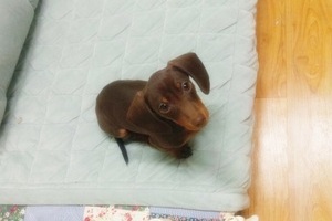 울집 순대를 소개합니다.