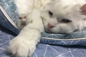 울집 이쁜 호빵이를 소개합니다~~^^