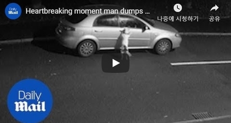 버리고 가는 주인 차에 매달려 애원하는 반려견