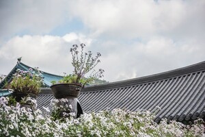 [세종] 영평사의 구절초축제