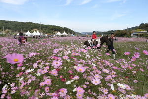 장동계족산 코스모스축제 2018
