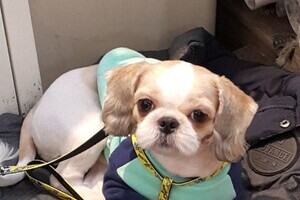 믿음이와 냉이 자랑합니다. 