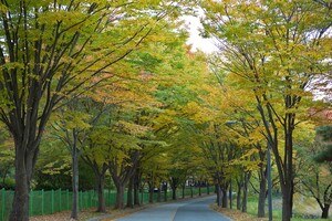 [세종] 금강수목원 - 금강자연휴양림