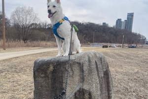 🐕 우리 집 자랑, 진돗개 ‘사랑이’ 🐕